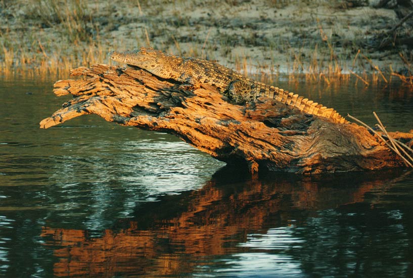 gator